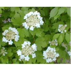 American Cranberrybush